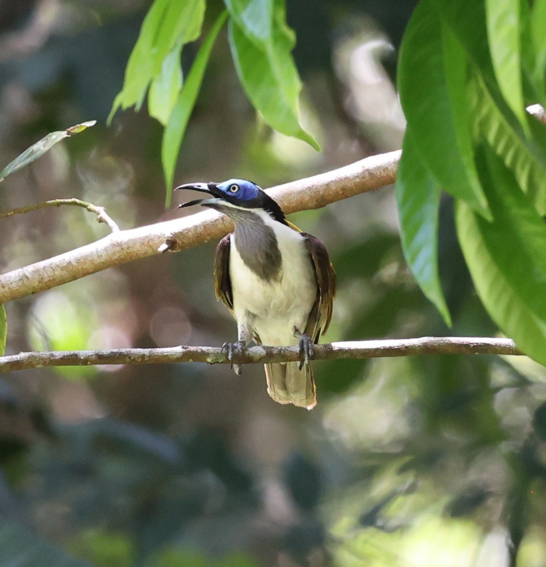 Blue-faced Honeyeater - ML644256723
