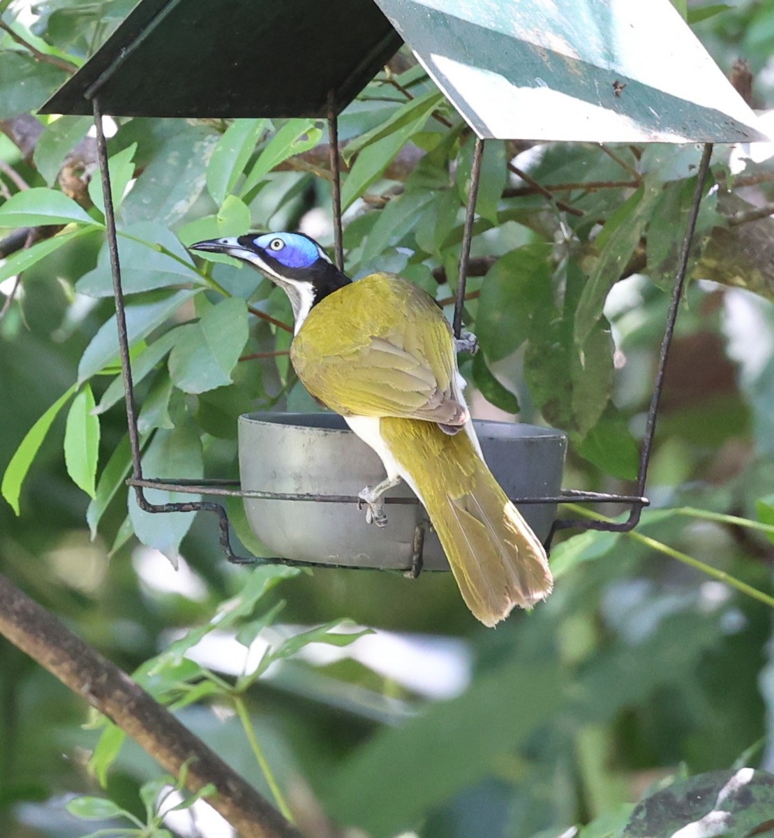 Blue-faced Honeyeater - ML644256724