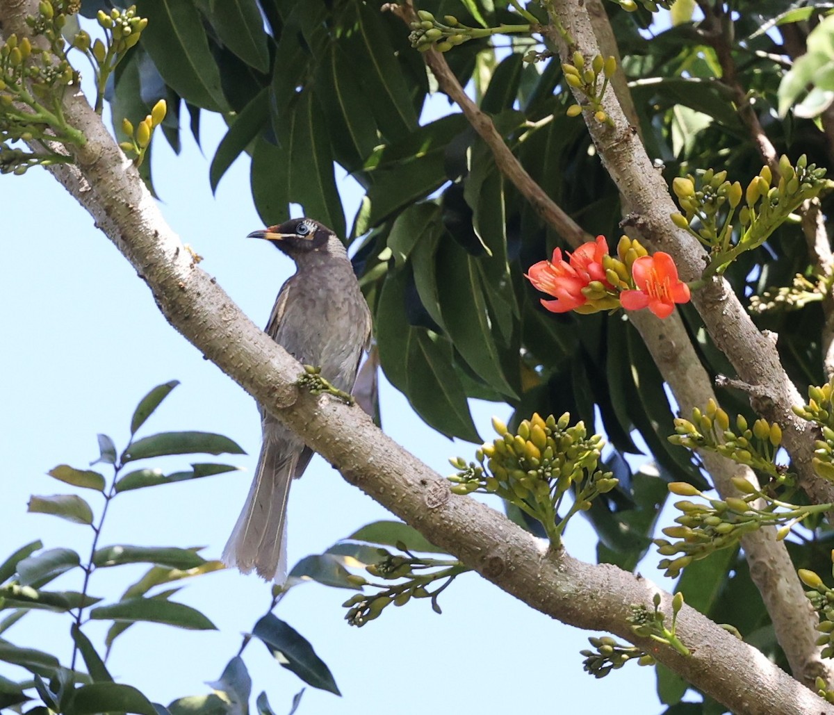 Blue-faced Honeyeater - ML644256725