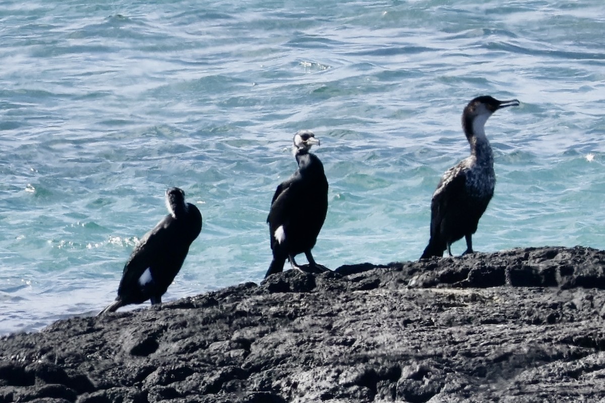 Japanese Cormorant - ML644256731