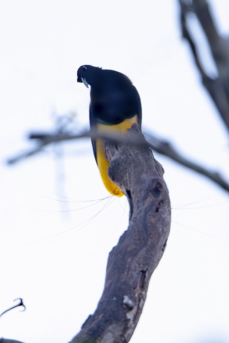 Twelve-wired Bird-of-Paradise - ML644256733