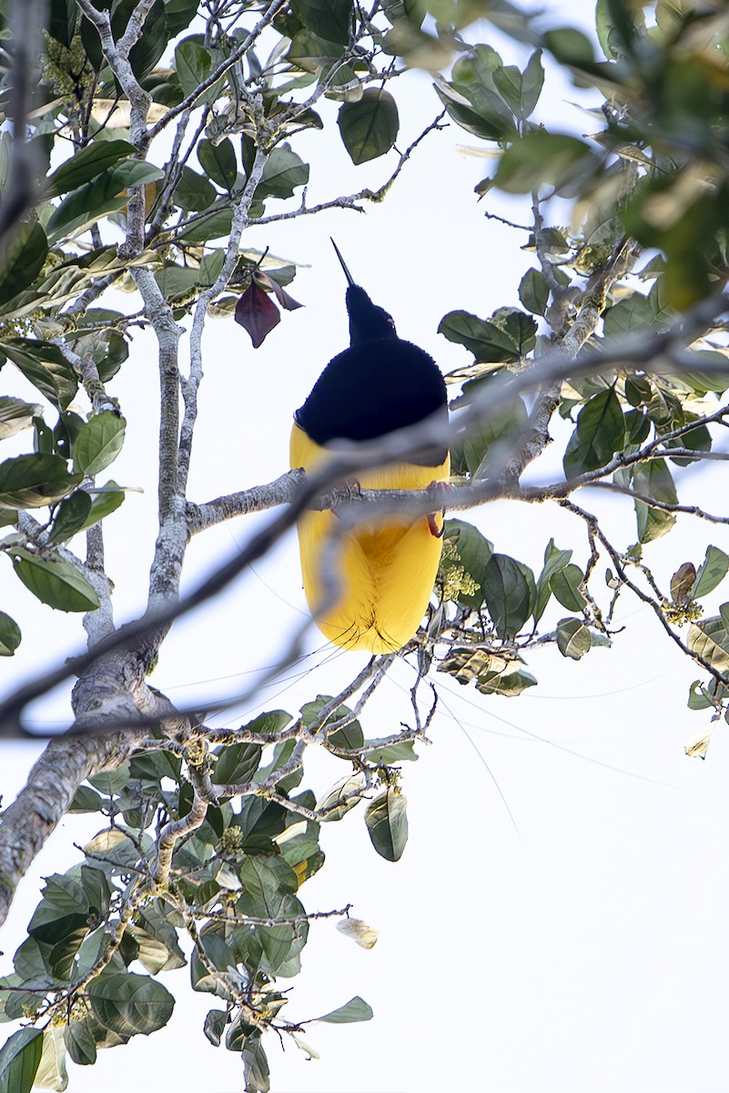 Twelve-wired Bird-of-Paradise - ML644256734