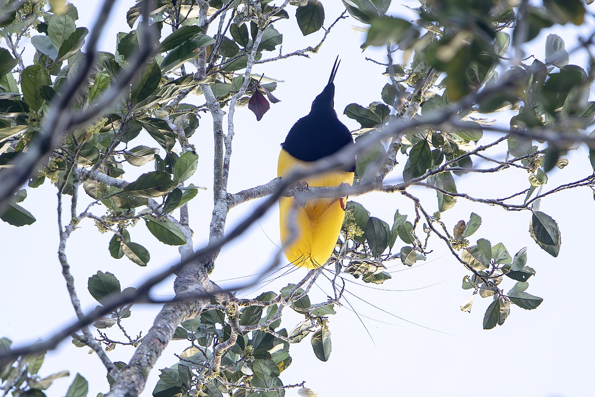 Twelve-wired Bird-of-Paradise - ML644256735