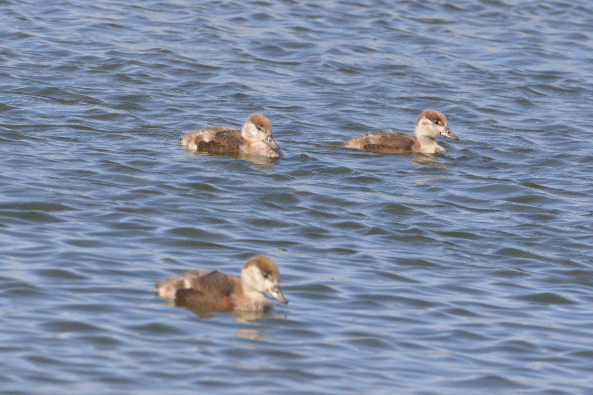 Tadorne d'Australie - ML644256746