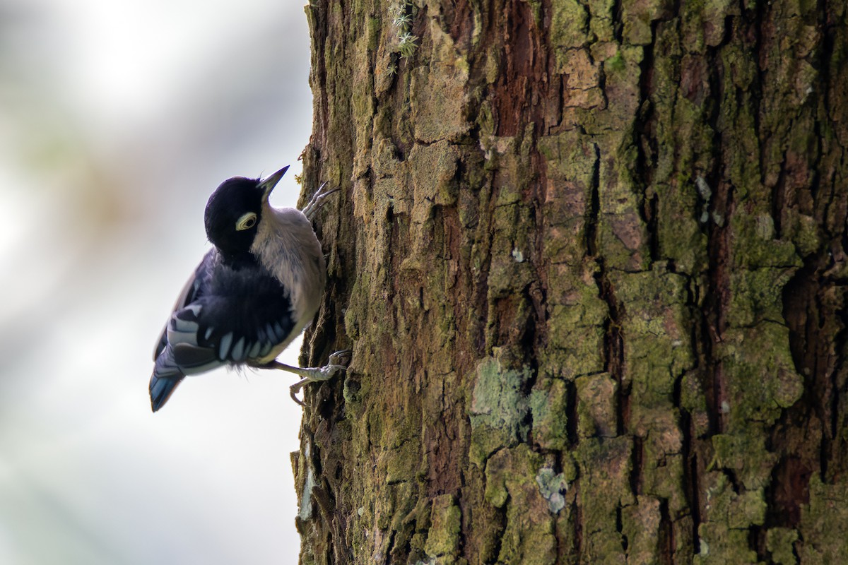 Blue Nuthatch - ML644256752