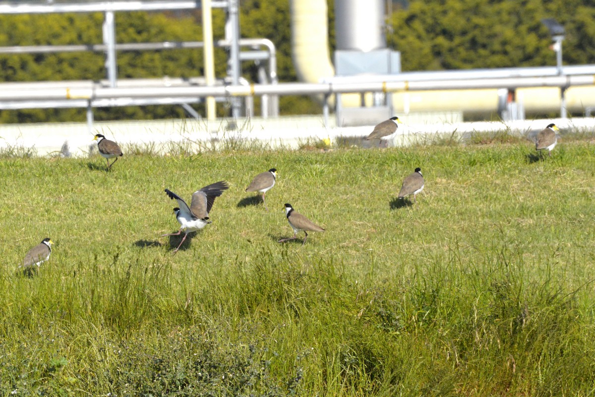 Masked Lapwing - ML644256754