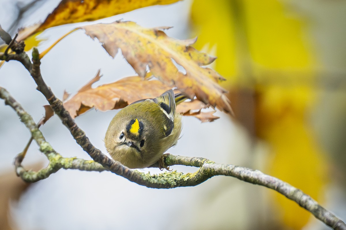 fuglekonge - ML644256755