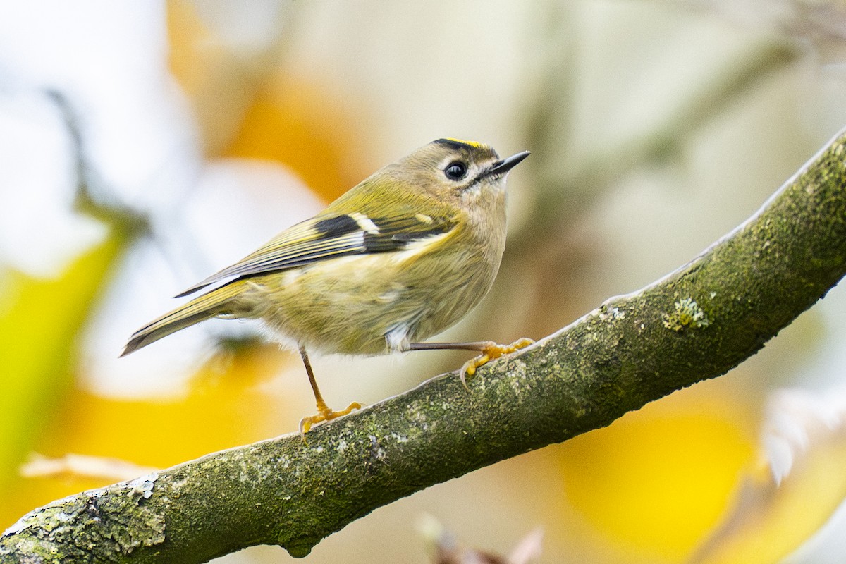 fuglekonge - ML644256756