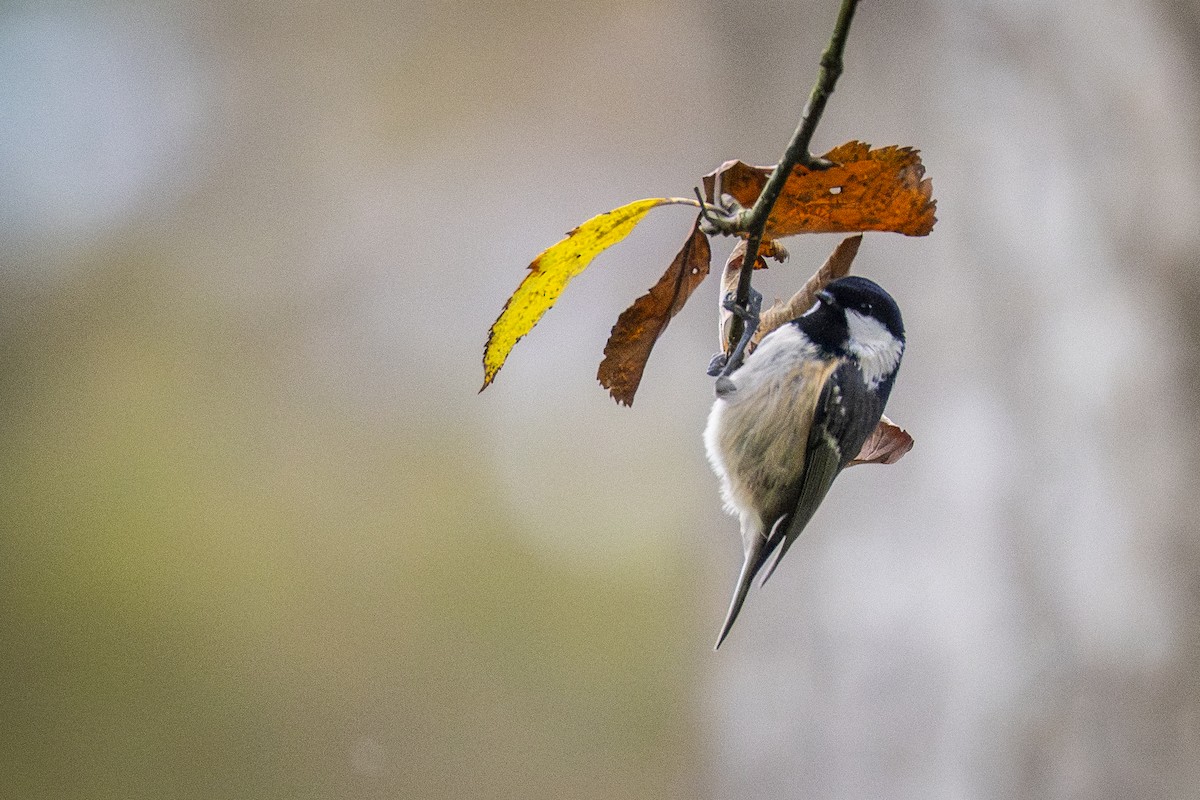 ヒガラ - ML644256768