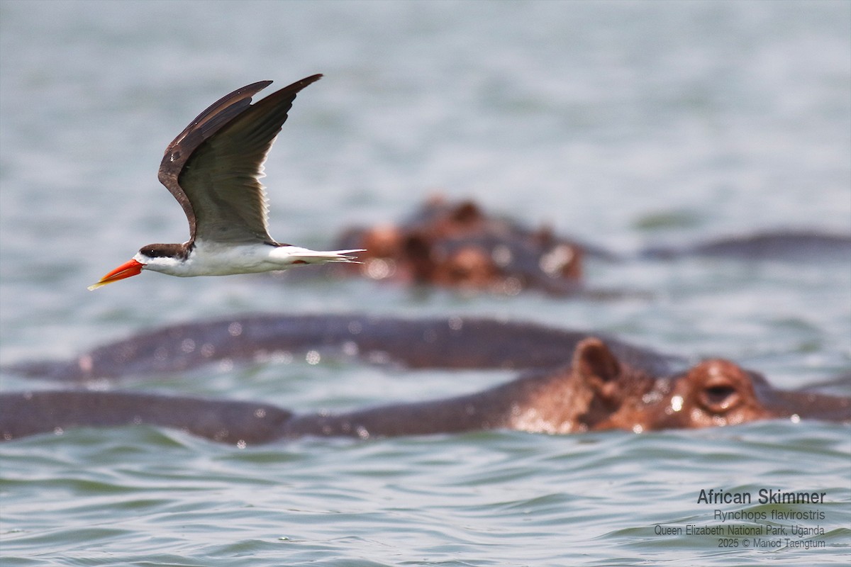 African Skimmer - ML644256778