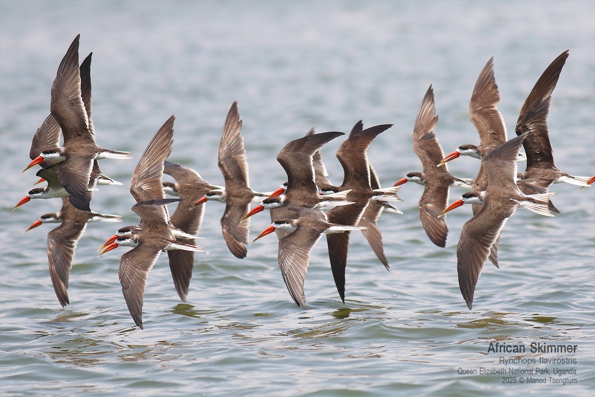 African Skimmer - ML644256779