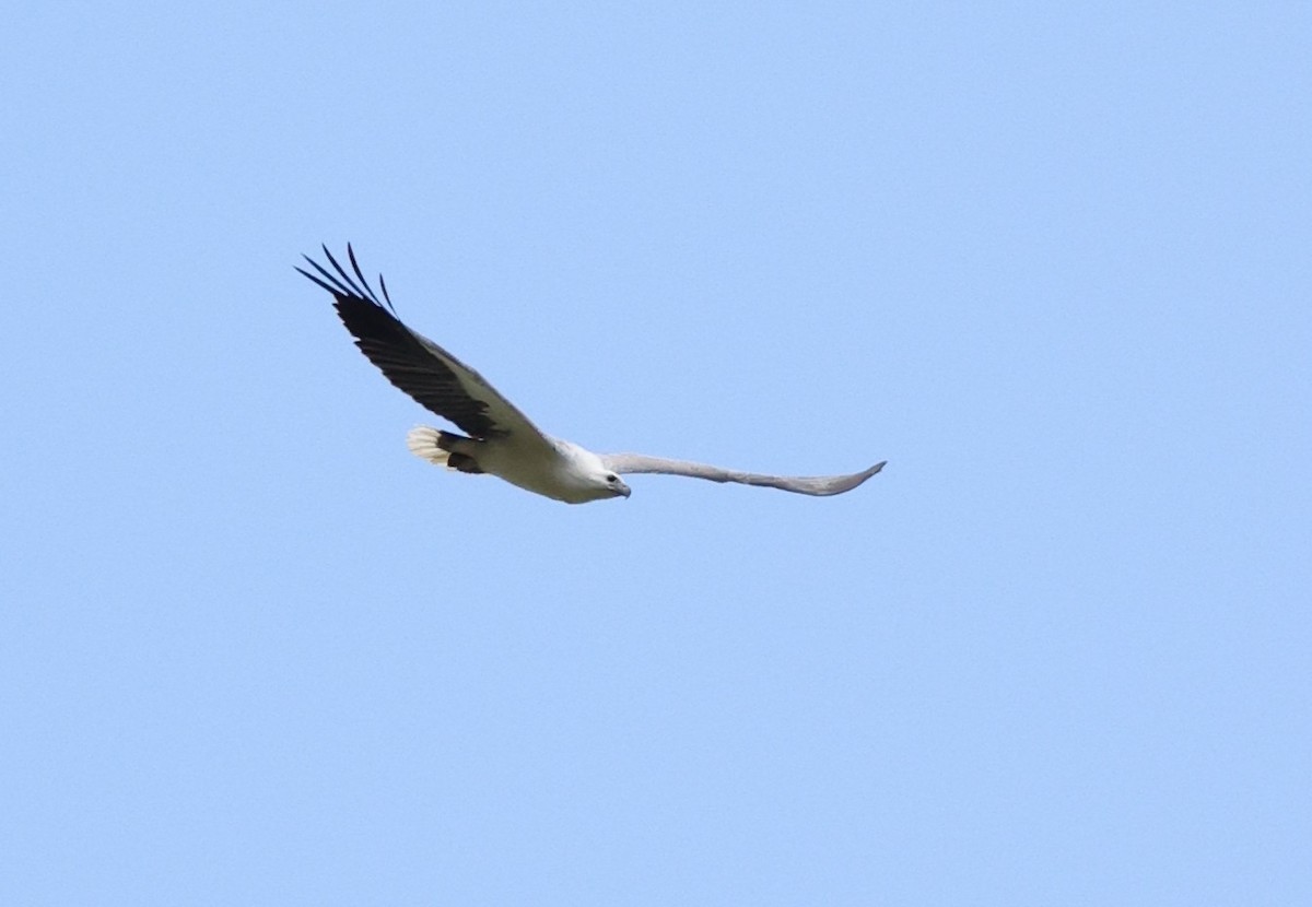 White-bellied Sea-Eagle - ML644256787