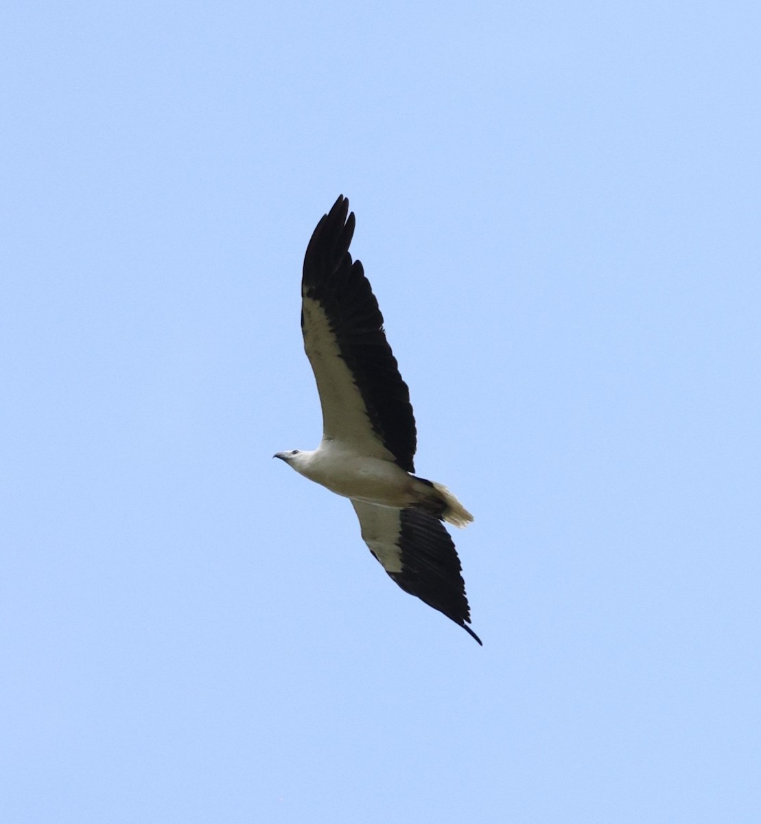 White-bellied Sea-Eagle - ML644256788