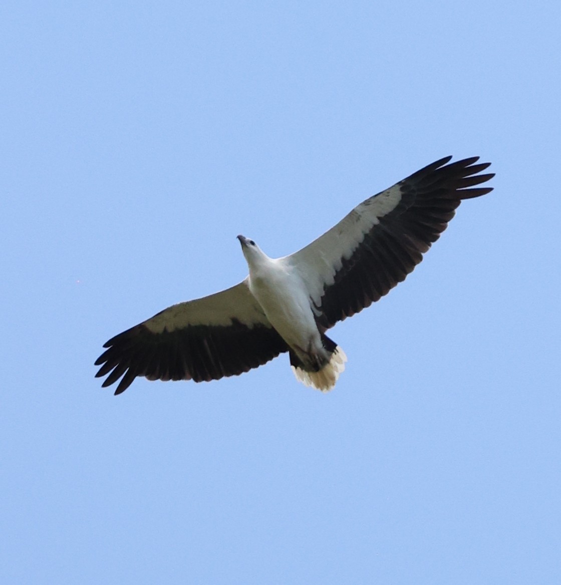 White-bellied Sea-Eagle - ML644256789