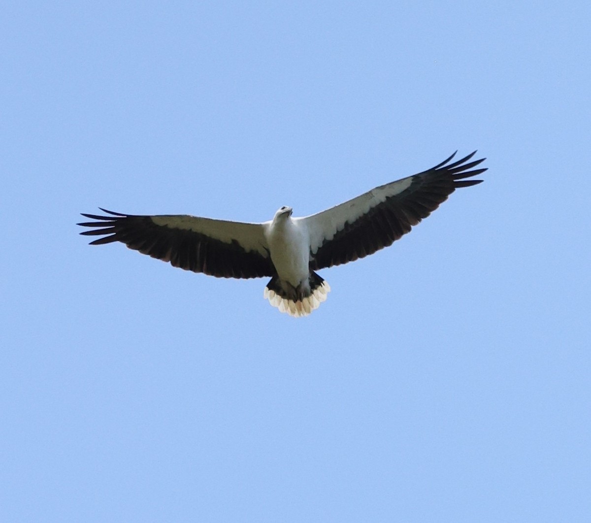 White-bellied Sea-Eagle - ML644256790