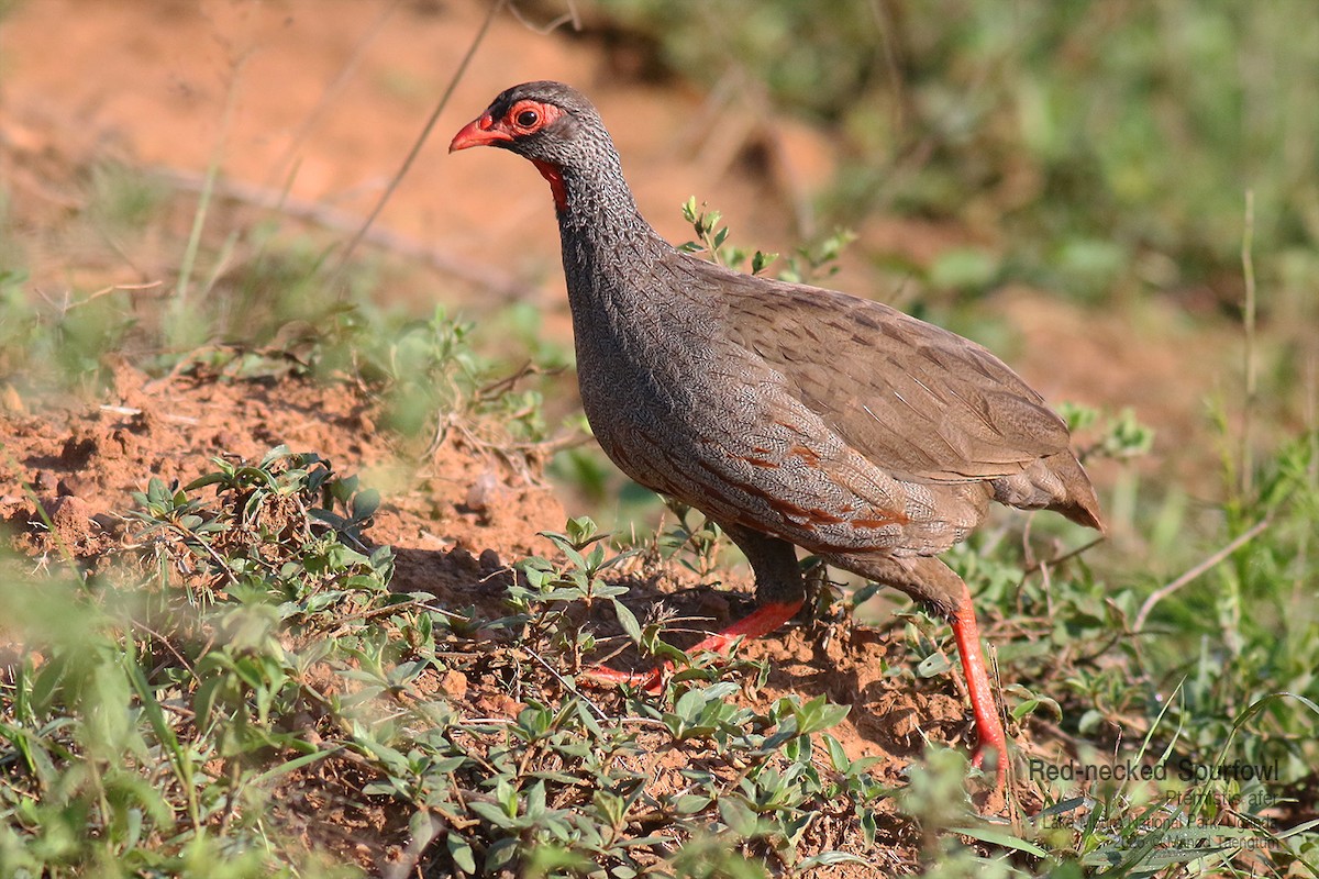 Red-necked Spurfowl (Cranch's) - ML644256810
