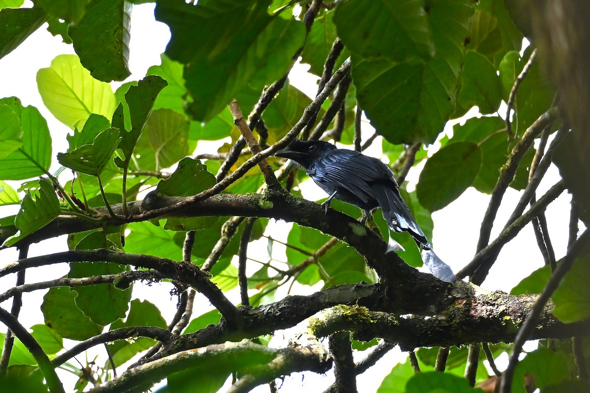 Sri Lanka Drongo - ML644256816