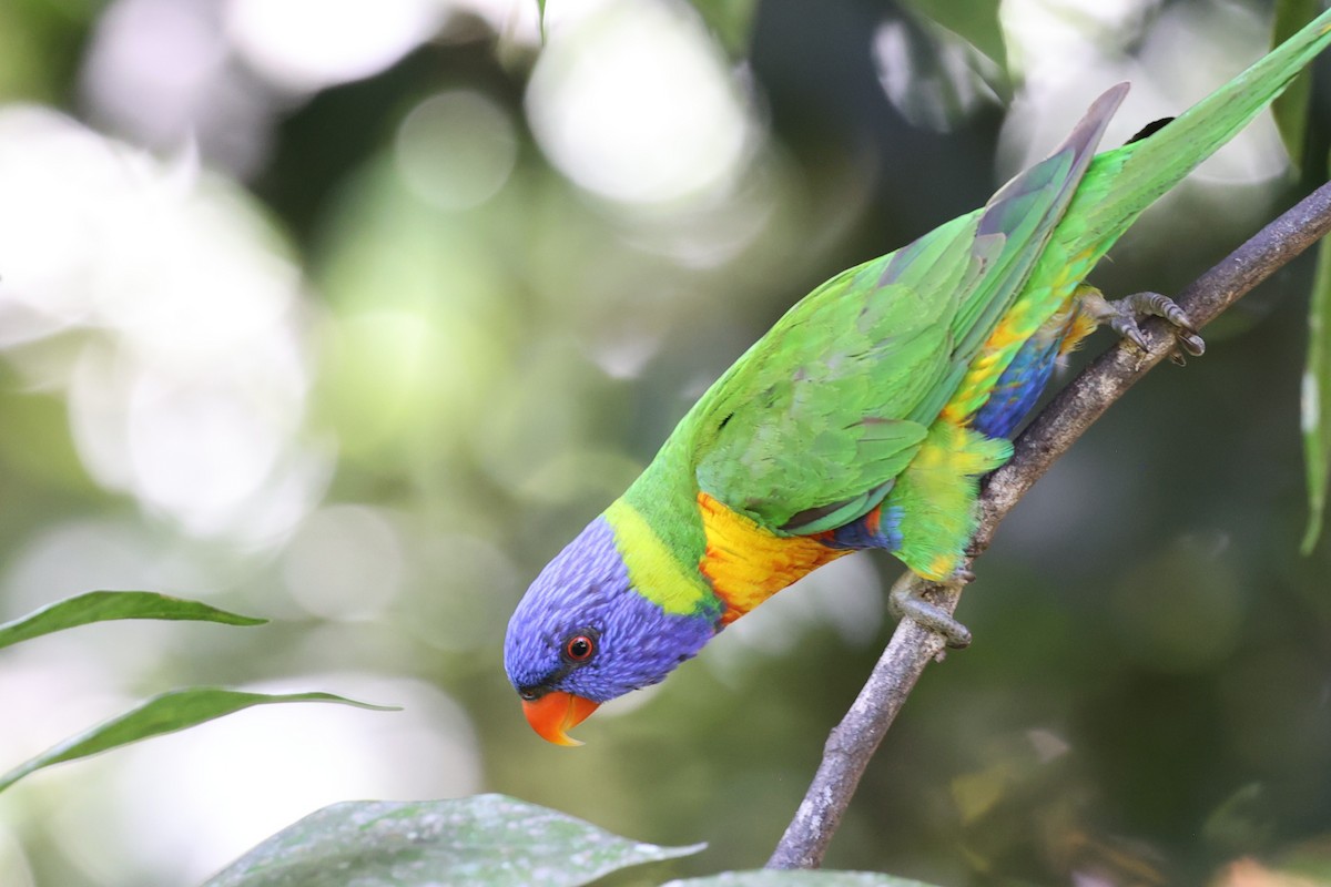 Rainbow Lorikeet - ML644256836