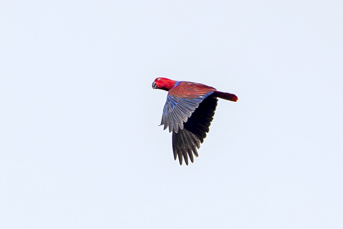 Papuan Eclectus - ML644256841