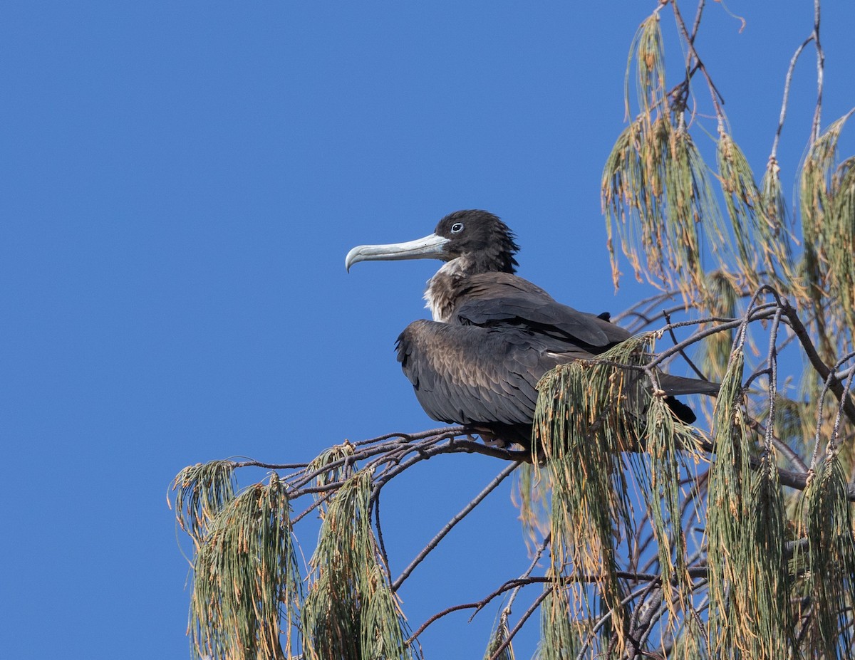 Great Frigatebird - ML644256853