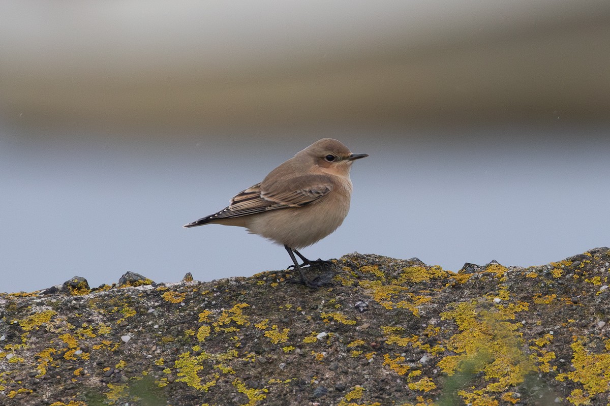 Northern Wheatear - ML644256870