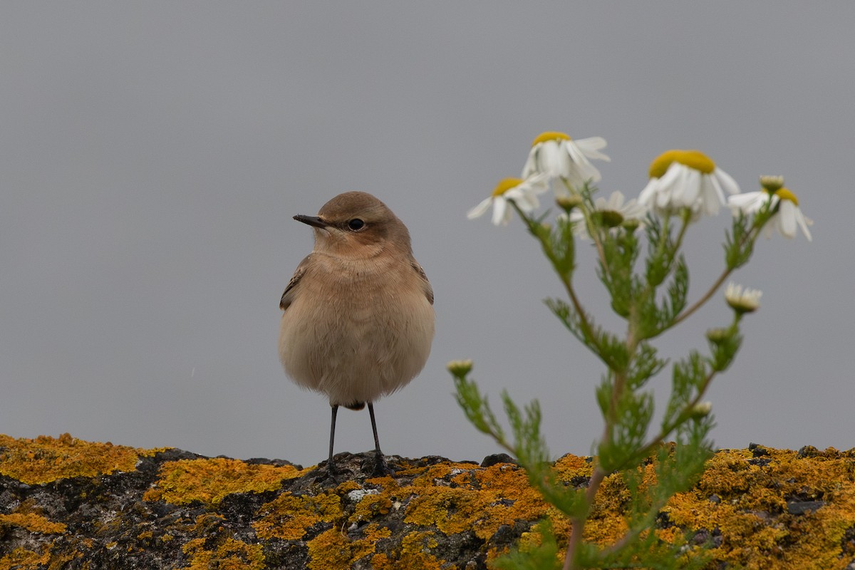 Northern Wheatear - ML644256875