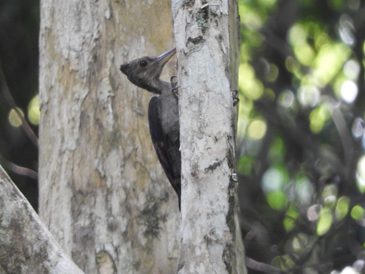 Orange-backed Woodpecker - ML644256881