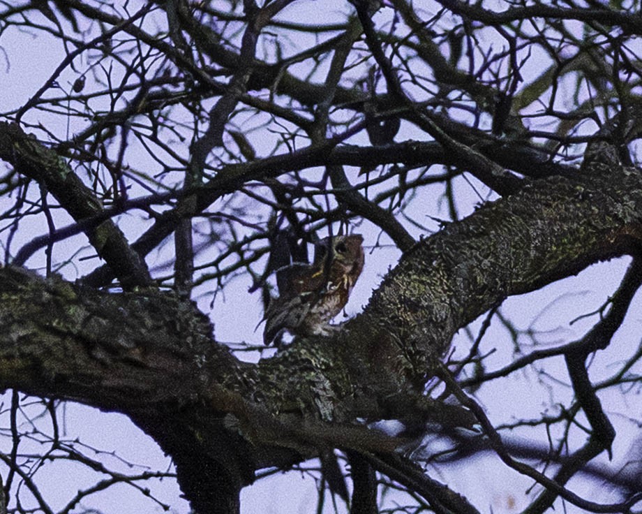 Eastern Screech-Owl - ML644256892