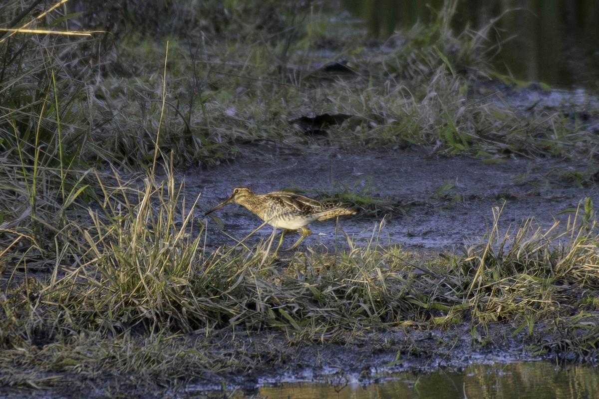 Wilson's Snipe - ML644256893