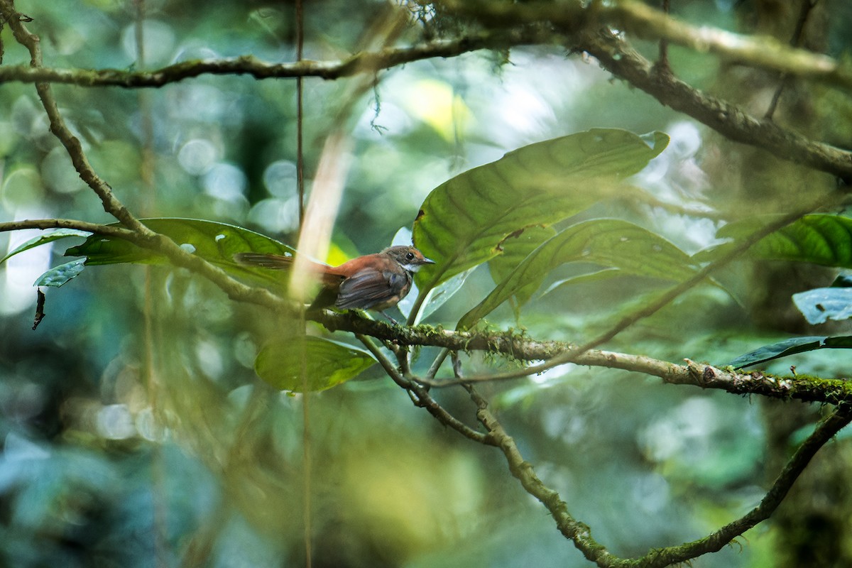 sulawesiviftestjert - ML644256894