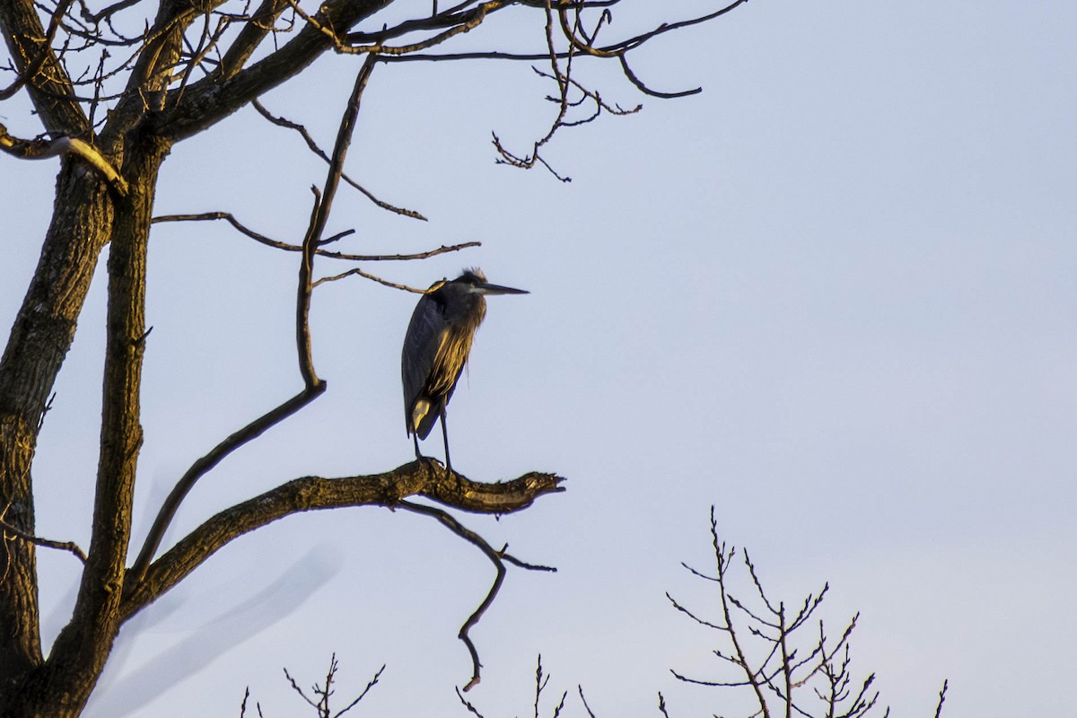 Great Blue Heron - ML644256896