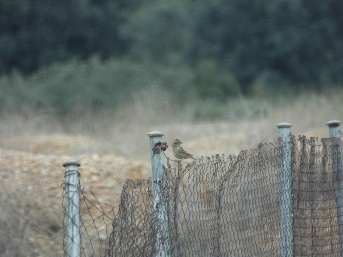 Rock Sparrow - ML644256897