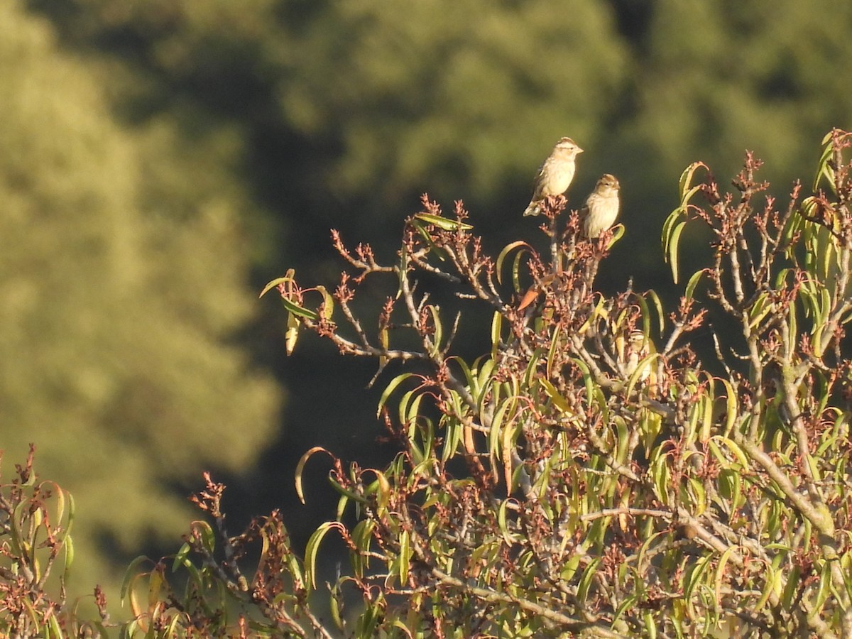 Rock Sparrow - ML644256898