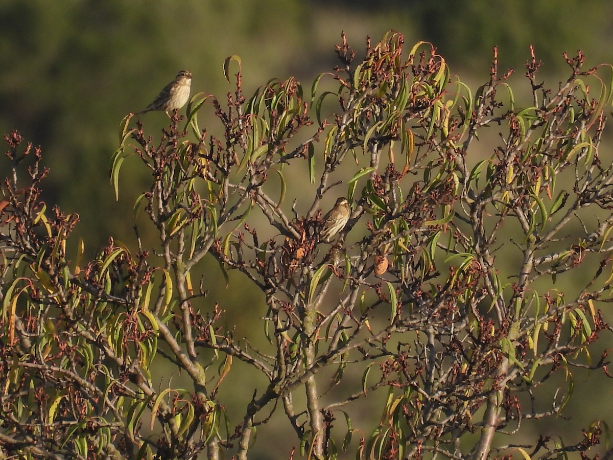 Rock Sparrow - ML644256899