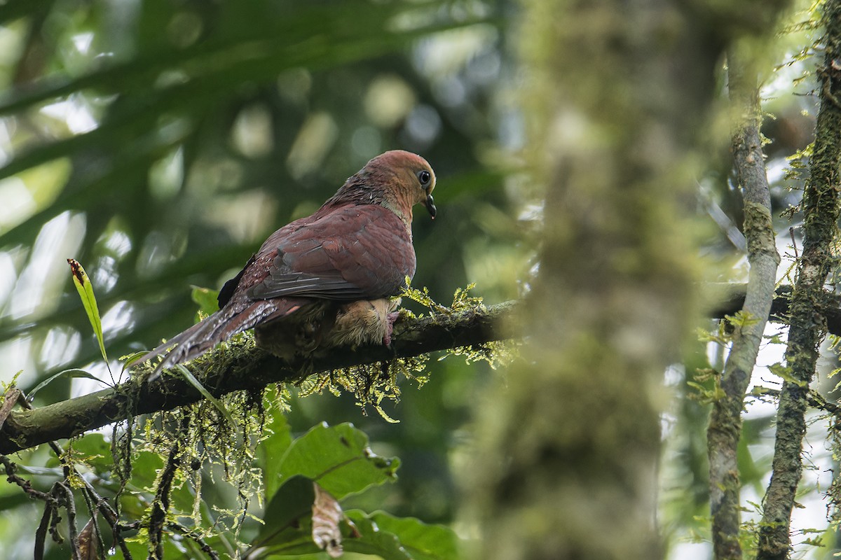 スルターンオナガバト（albicapilla グループ） - ML644256900