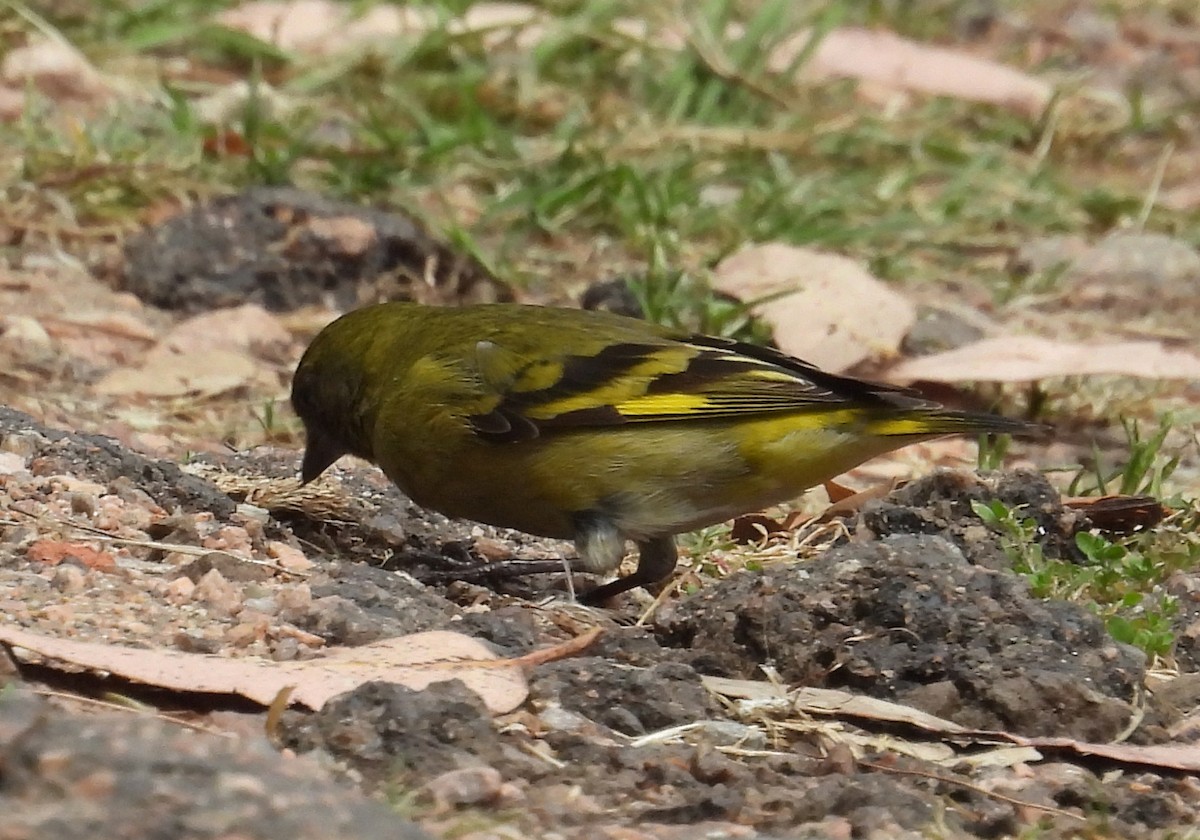 Hooded Siskin - ML644256901