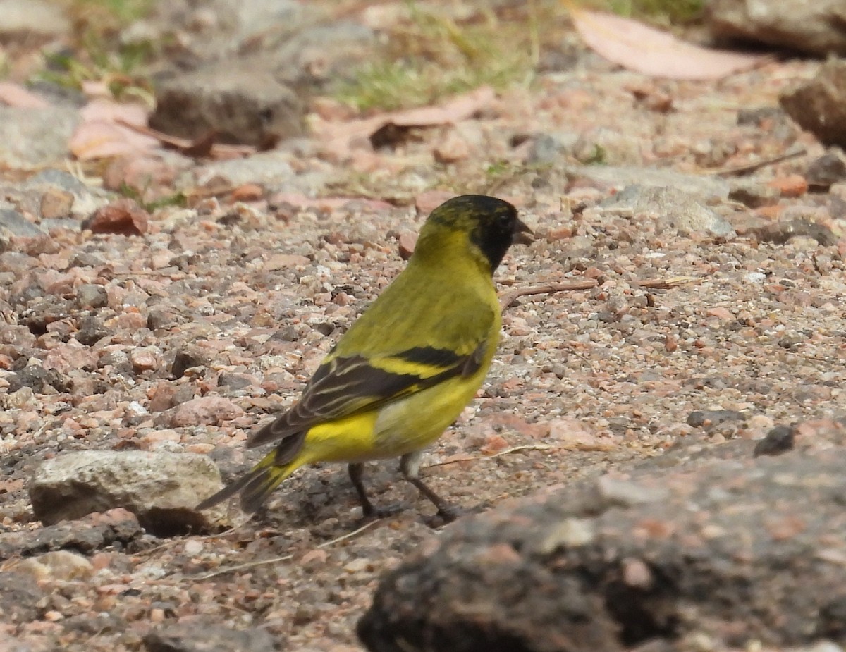 Hooded Siskin - ML644256902