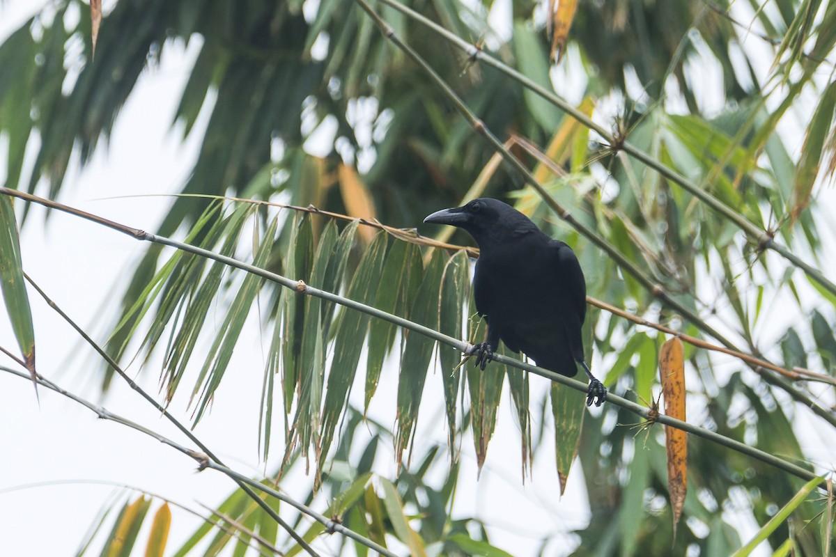 Sulawesi Crow - ML644256908