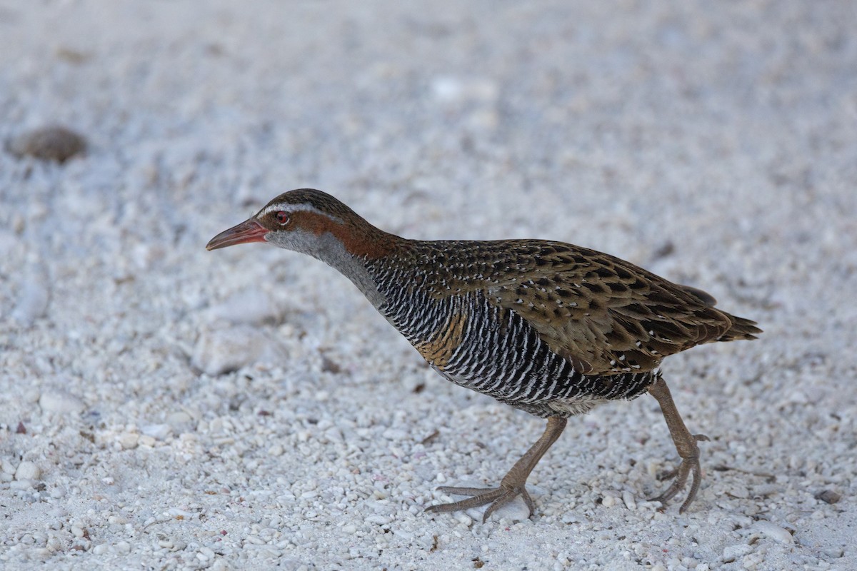 Râle tiklin - ML644256909