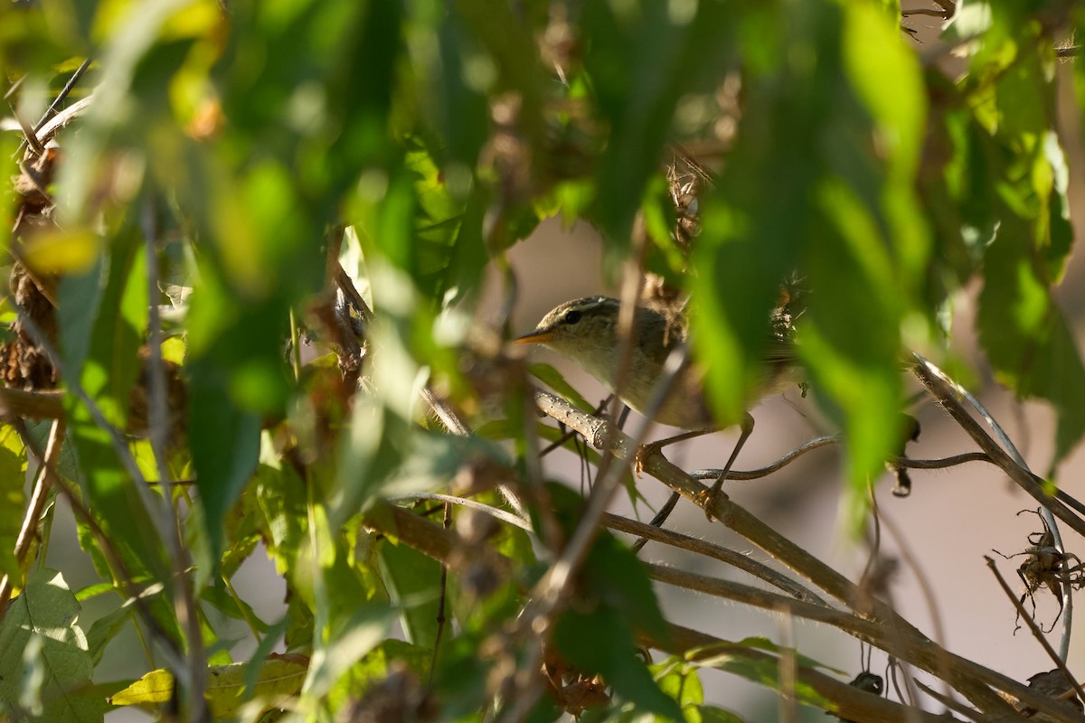 メボソムシクイ属 - ML644256912