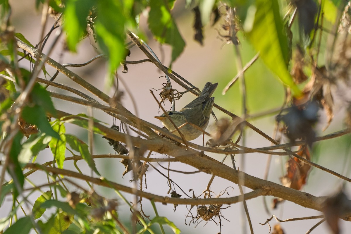 メボソムシクイ属 - ML644256913