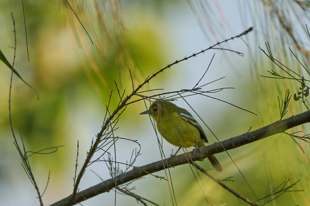 Common Iora - ML644256916