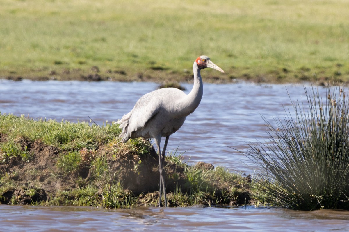 Brolga - ML644256924