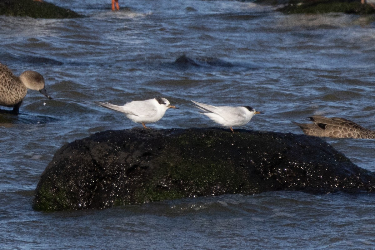 alveterne - ML644256926