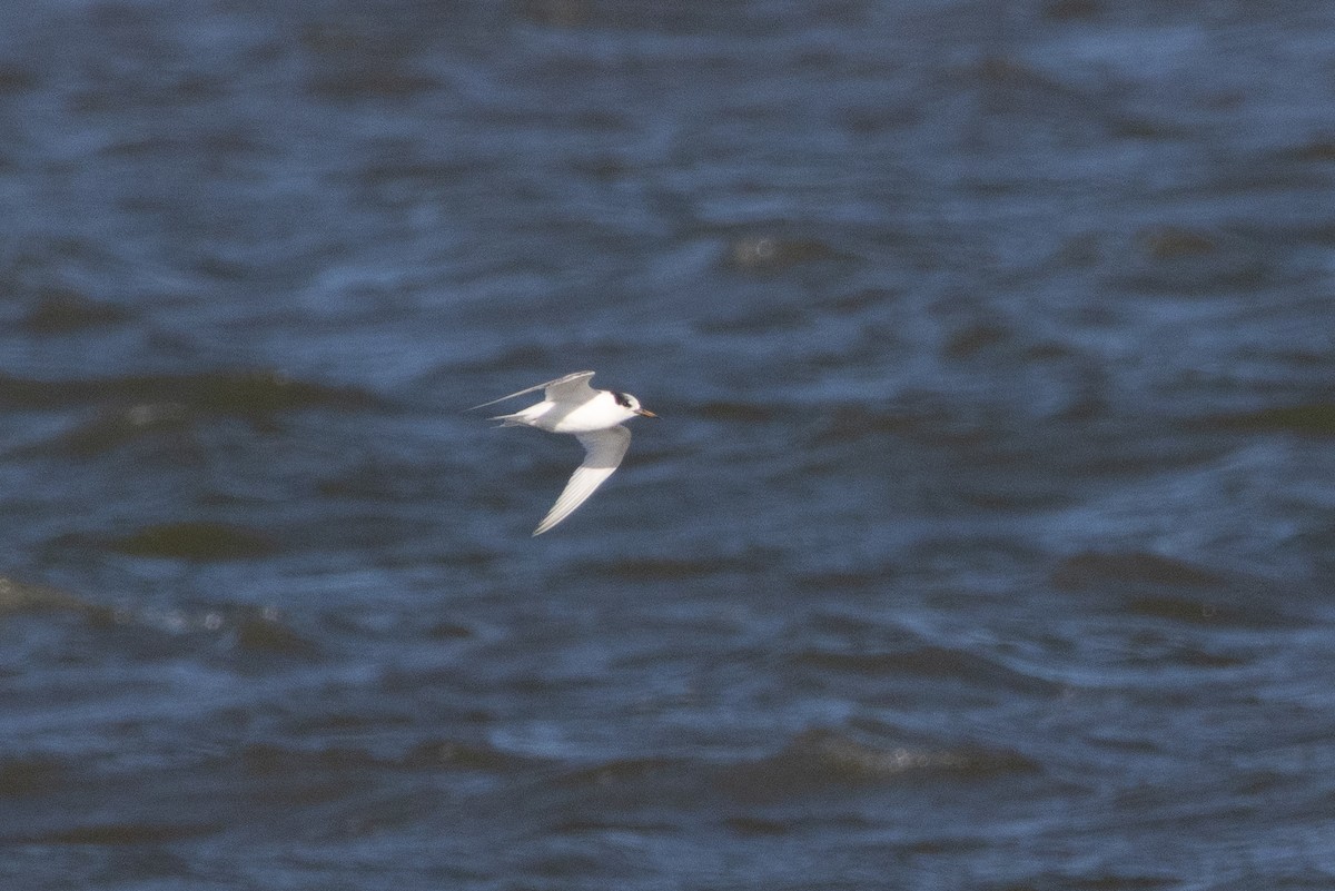 alveterne - ML644256927