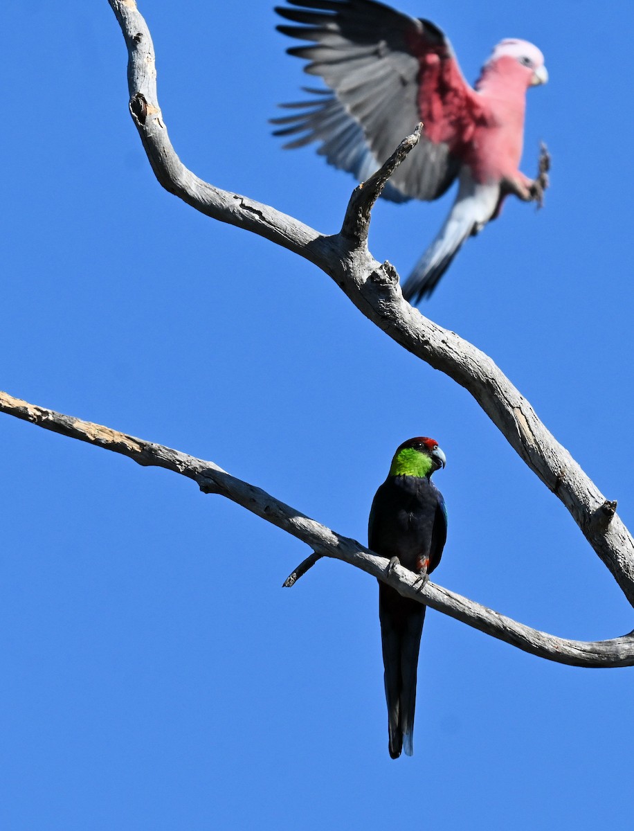 Red-capped Parrot - ML644256930