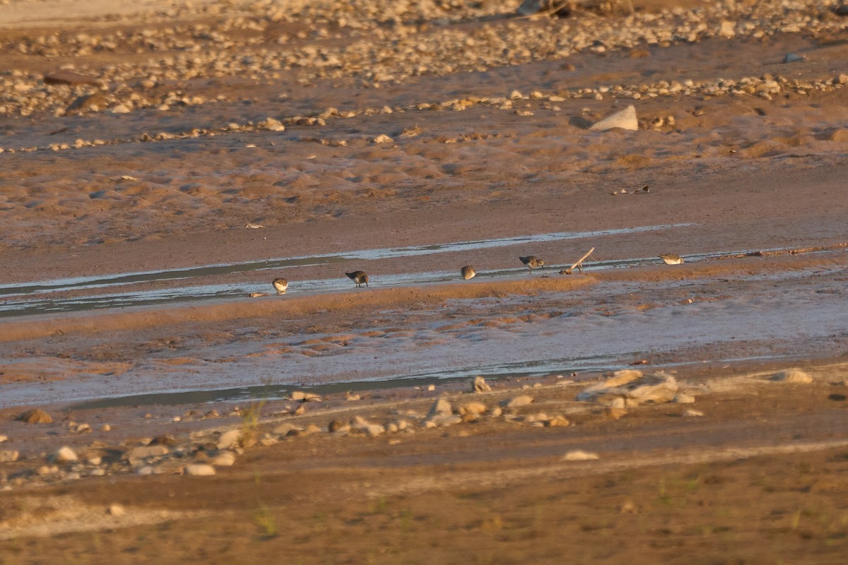 Bécasseau de Temminck - ML644256932