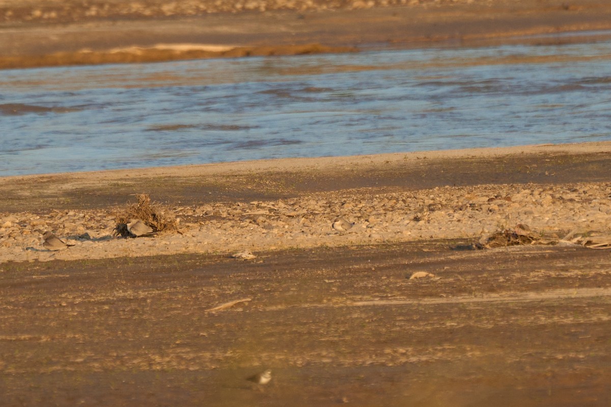 Small Pratincole - ML644256936