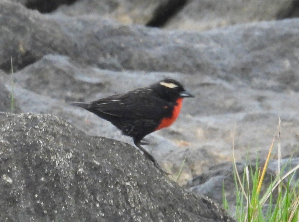 White-browed Meadowlark - ML644256941