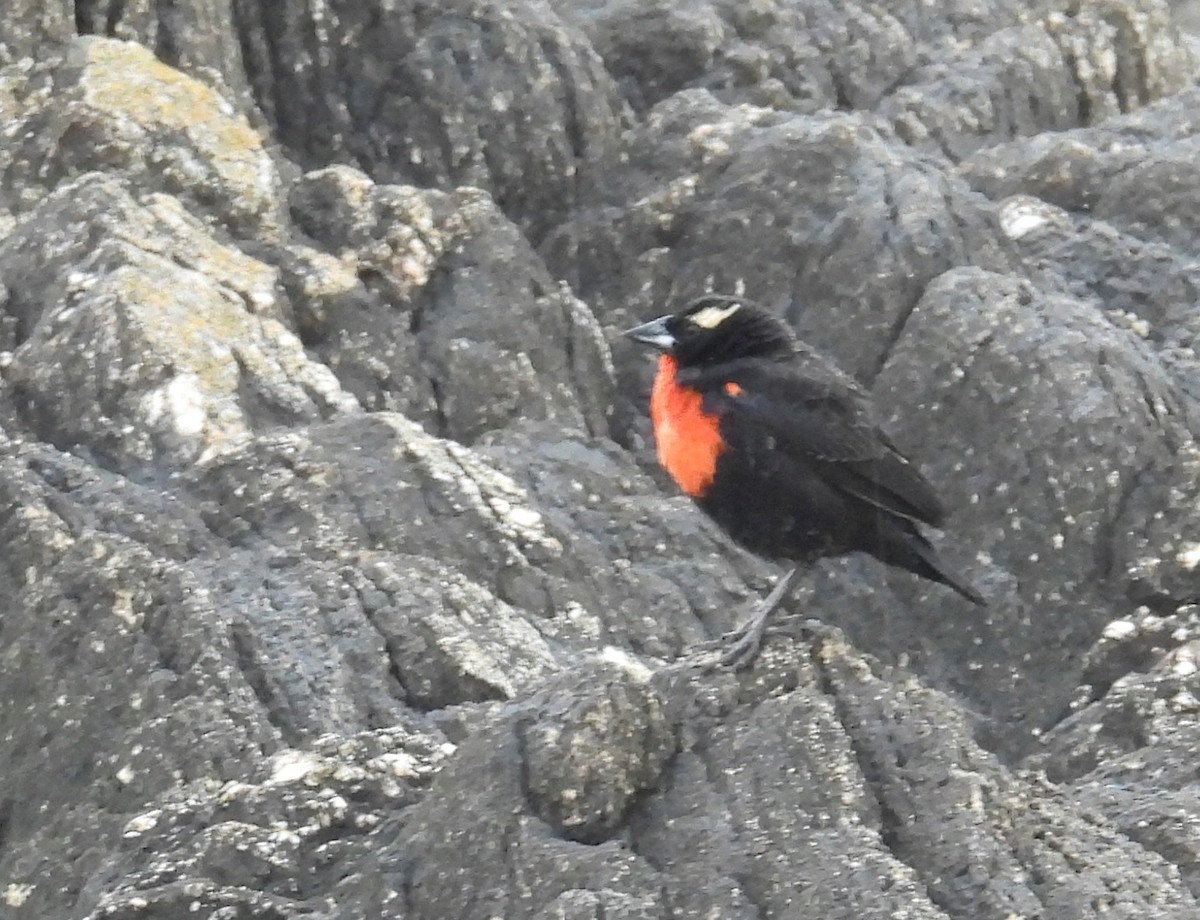 White-browed Meadowlark - ML644256942